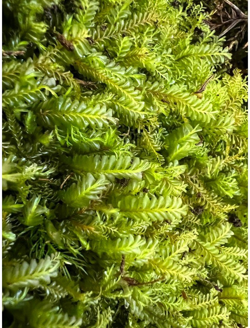 苔鑽 多齒羽蘚片狀鋪面苔蘚 10x10cm 超濃密 適用於微景觀、生態缸、生態瓶造景, 1個