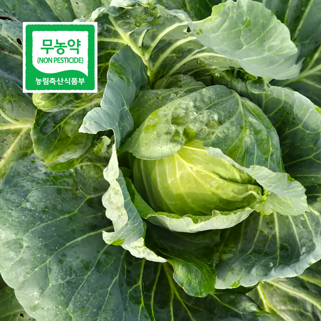 [한국유기팜] 국내산 친환경 무농약 양배추 1kg, 1박스