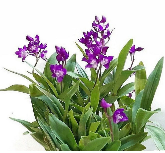 공기정화식물로 좋은 긴기아난 (여인의향기), 1개