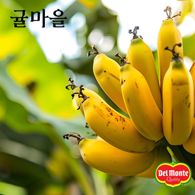 귤마을 달콤한 델몬트 바나나 5.2kg 내외(4송이), 1개, 단품