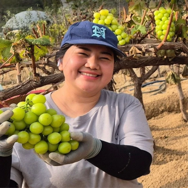 포도나무 묘목 샤인머스켓포도 4년 5년분묘 청포도나무 거봉 캠벨 머루 포도 나무, 샤인머스켓 5년 분묘 - 쿠팡