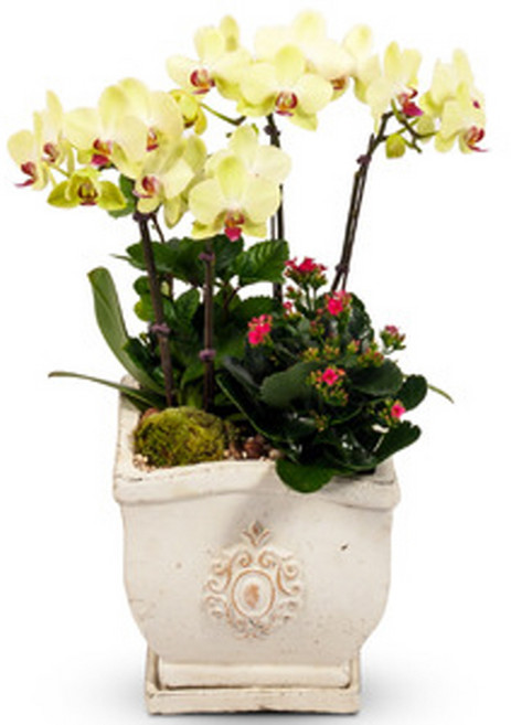 나눔플라워 전국 저가 서양란 취임 진급 승진 개업 승진란 개업란 진급란 축하 꽃배달서비스 당일꽃배달, 포춘 아리따움, 1개