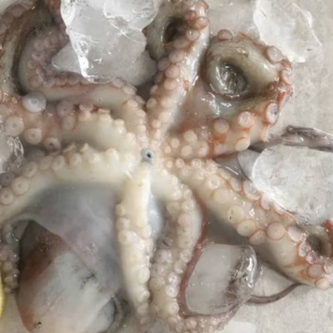 자연산 활 돌문어 당일조업 산지직송, 1개, 1.5kg