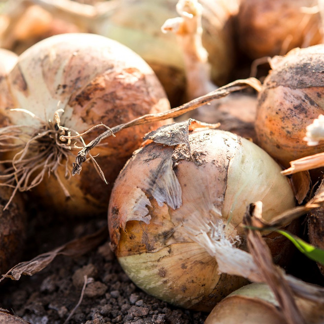 [당일출고]직거래농민장터 2026 햇양파 국내산 단단한 양파, 1개, 10kg(중)