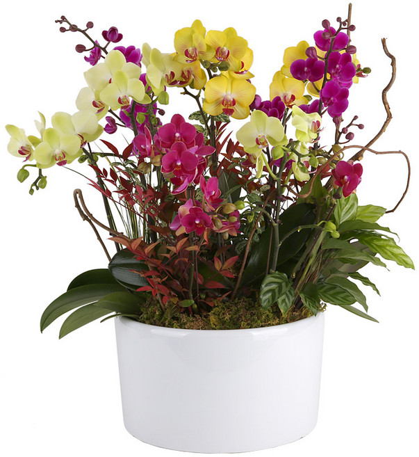 119플라워 (당일배송) 아름다운혼합서양난 ST-H454 서양난 미니호접 호접난 행사용 환갑 승진 영전 전시회 개업 전국꽃배달 생일 기념일 꽃선물 꽃배달, 1개