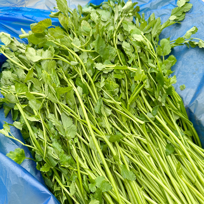 대아프레시 야채 아저씨네 국내산 향긋한 신선 채소 미나리 300g 500g 1kg 2kg 4kg, 1박스