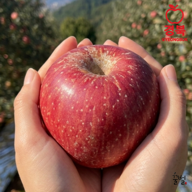 [하루20박스한정] 초고당도 부사사과 가정용 못난이, 1박스, 사과 3kg