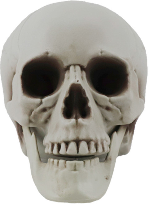 두개골 해골 모형, 1세트, 1호(20X16X15cm)