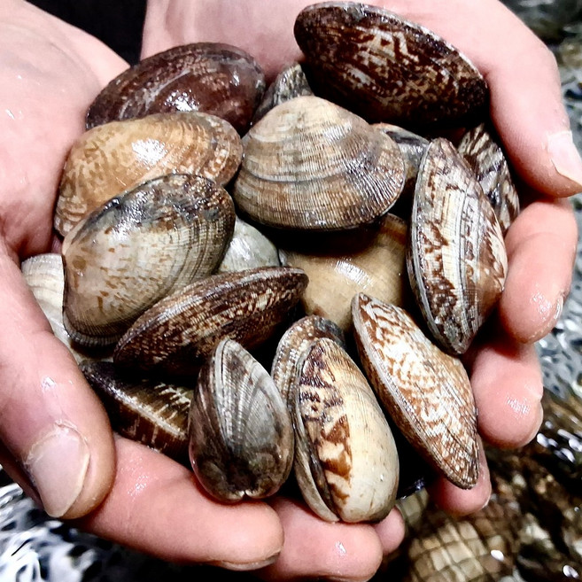 윤수산 왕 바지락 국내산 남해안 해감, 1박스, 2kg