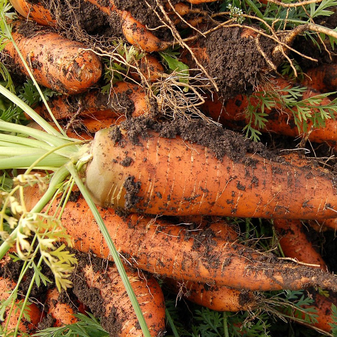 산지직송 제주 구좌 햇당근, 1박스, 특 5kg