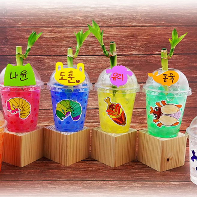 초등 개운죽키우기 장수풍뎅이한살이 6인용 만들기 7세 1학년 수업 미술재료 초1