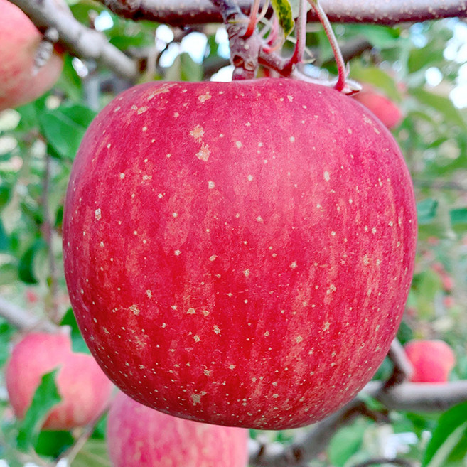 [밋앤밀] 풍기금계농장 GAP 고당도 정품 미얀마 부사사과 2kg 소과(9-10과), 1개, 단품