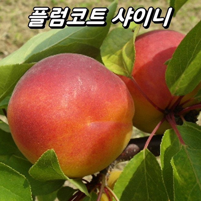 플럼코트나무(자두+살구) 샤이니 접목1년생 묘목 퓨전 과실수