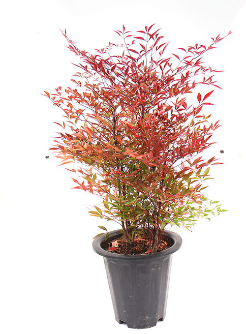 갑조네 남천 특대품 단풍 나무 인테리어식물 조경 월동 개별배송, 1개, 단일