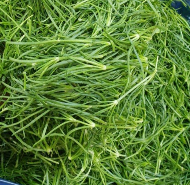 당일채취 국내산 세발나물 생세발나물 새발나물 봄나물 갯나물 400g 1kg, 1개, 400g(1개)