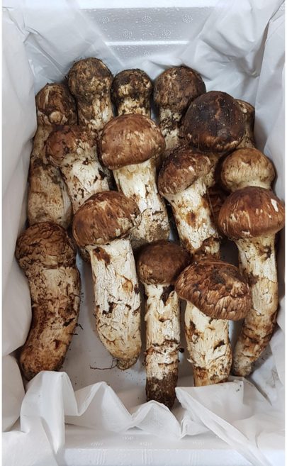 냉동송이버섯 (국내산 특급송이) 선물용 2등급 700g, 1박스, 1박스