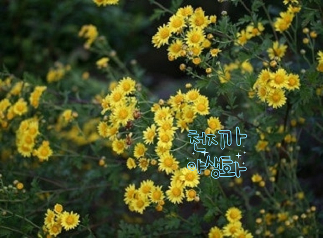 꽃심야생화 감국 노지월동다년초 1~20포트 국화차재료 꽃차 약용식물 규격8cm포트묘, 4개