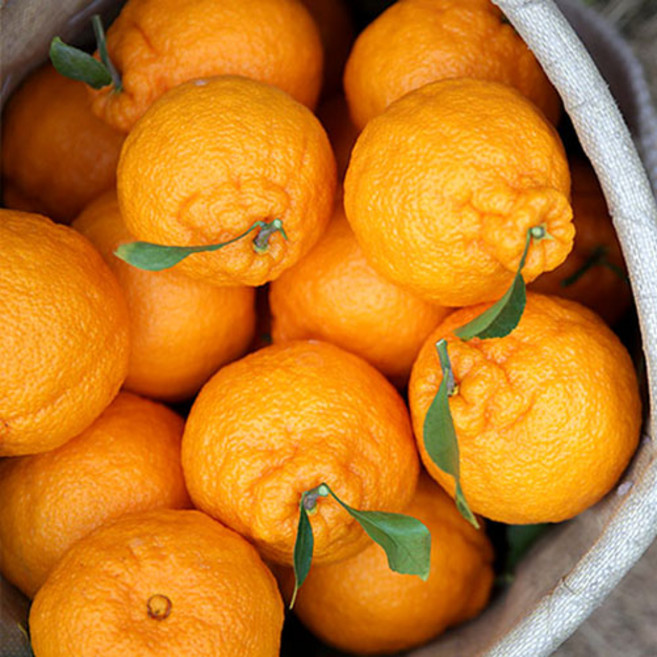 당도선별 제주 고당도 한라봉 산지직송, 1개, 3kg(소과 14~20과)