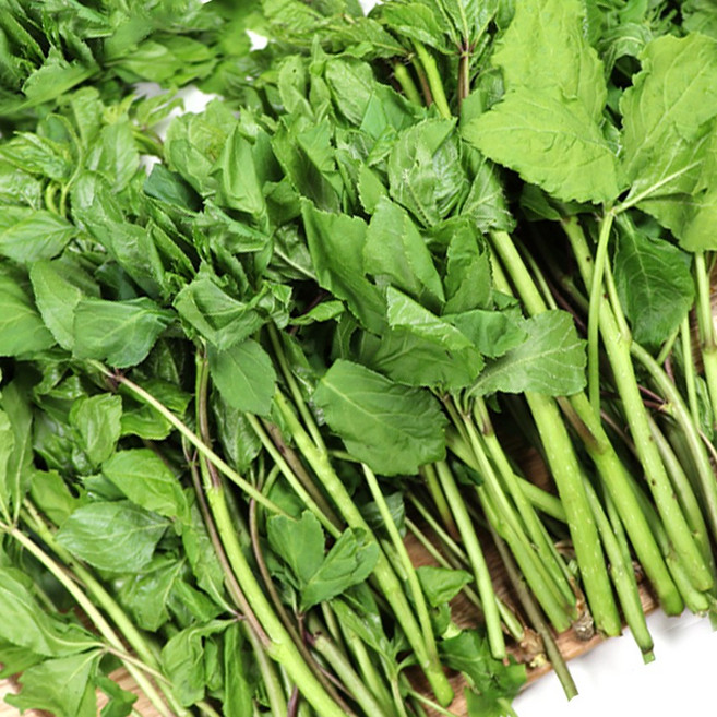 해송 제철 국산 향긋한 봄나물 오가피순, 1박스, 1kg