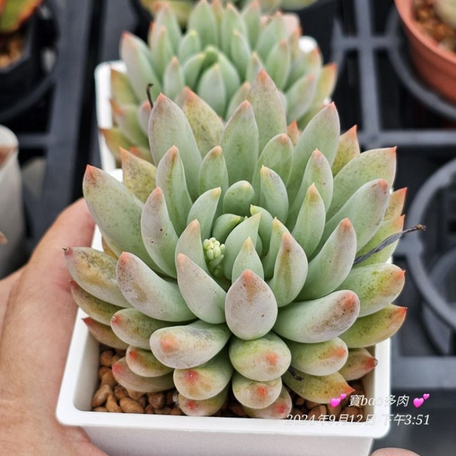 寶Bao多肉花園 “綜合品種” 3吋盆 多肉植物盆栽 組合盆栽 療癒盆栽, 1個, 紅天使手指