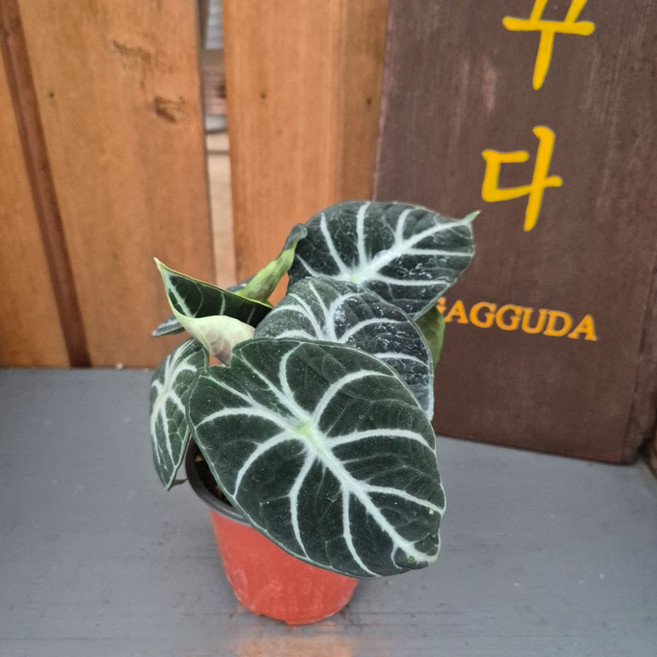 가꾸다 알로카시아 블랙벨벳, 1개, 초록