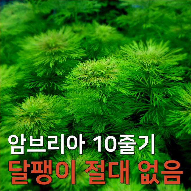 [수초농부] 암브리아 초보자용 달팽이 없는 수초, 10개