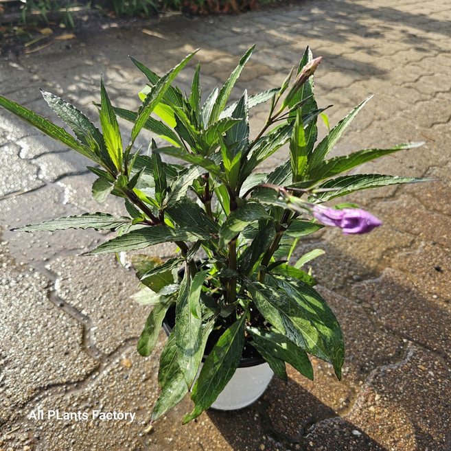 강인한 루엘리아 보라색꽃 중품 156069, 1개