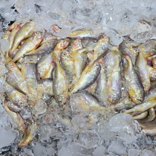 국내산 신안 황석어 2kg 깡다리 새끼조기 참조기 황석어젓갈, 1개