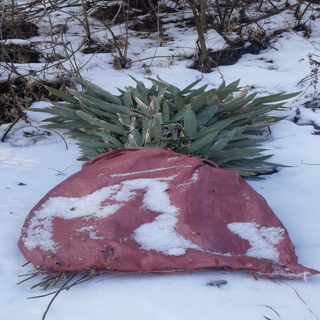 야생자연산100%조릿대진액110mlx60포, 1박스, 60ml