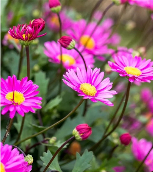 큰사계국화 프레스코캔디 내한성 다년초 반상록식물 겨울베란다재배 소품 케이야생화, 3개