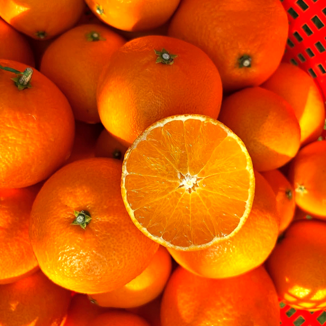 [50박스한정] 최대16brix 제주 천혜향 농가직배송, 1박스, 3kg