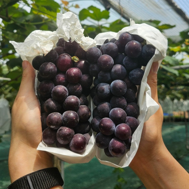 농랑부랑 고당도 송산포도 대부도포도 국내산 캠벨포도 특 1kg이내 2kg, 1kg이내(4수내외), 1개