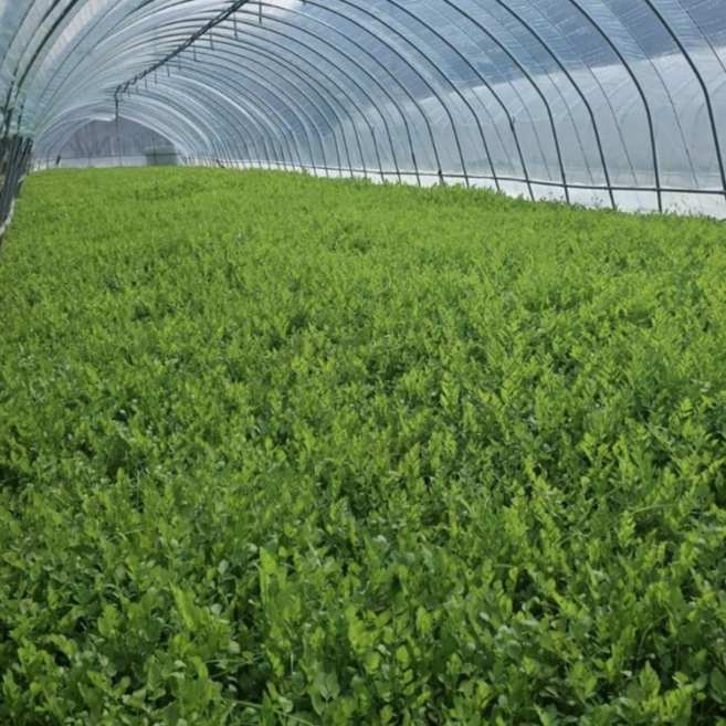 [꼬미농산] 산지직송 아삭하고 향기로운 청도 한재미나리 당일발송, 2kg, 1개