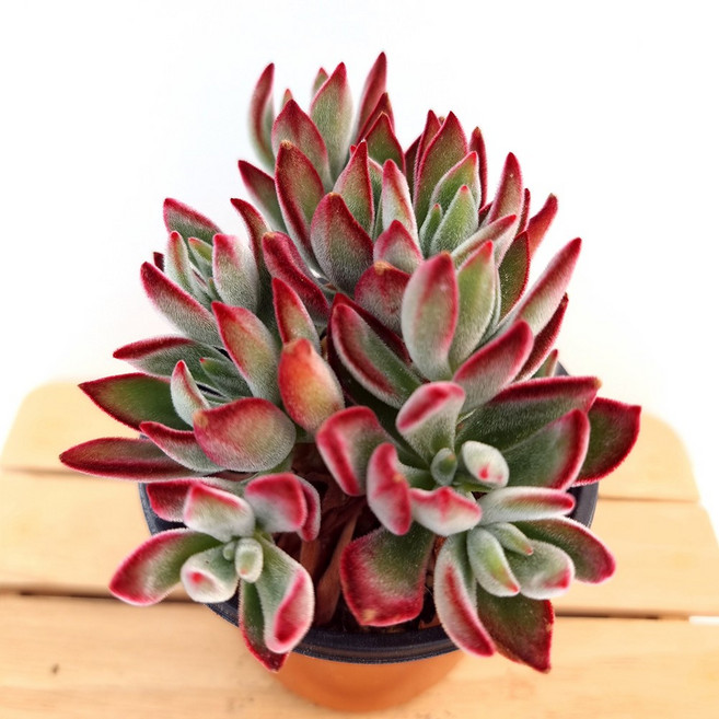 부용 다육이 벨벳 느낌 국민 다육 랜덤1-30, 1개, 1개