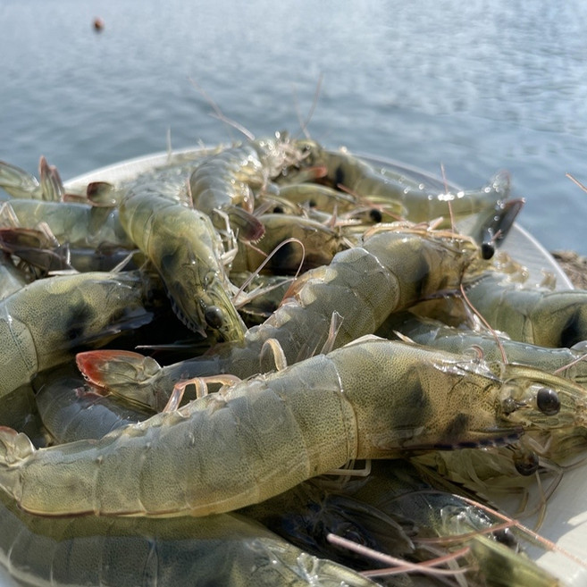 25년 첫 출하 국내산 제철 활새우 1kg 35미 내외 500g 18미 내외 캠핑요리, 1박스