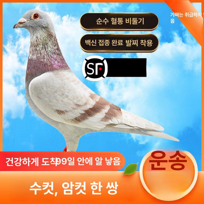 비둘기 골격 교육용 해부학 디스플레이 박제 모형 조각상 제품 장식 표본 뼈 동물 해부 수집품 탁상 새, 3.레드 휠 유비둘기 (레드 폭스)