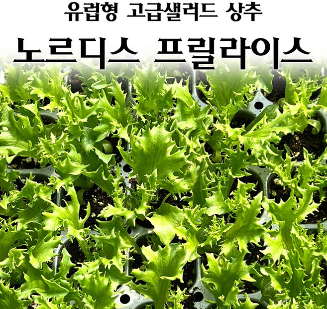 [모종심는아빠] 유럽형 고급 샐러드 상추 노르디스프릴라이스 모종 유럽상추, 6개