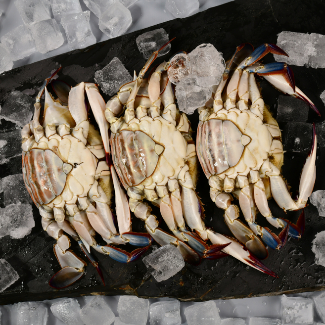 [야무진꽃게] 국내산 연평도 제철 활 암꽃게 서해안 생물 활꽃게, 1개, 활암꽃게 1kg (5~6미)