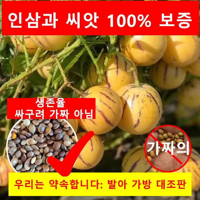 페피노 멜론 씨앗노란 과육 인생과 분재 씨앗 건강 지표강하160알400알800알1600알/당일출하, 160개