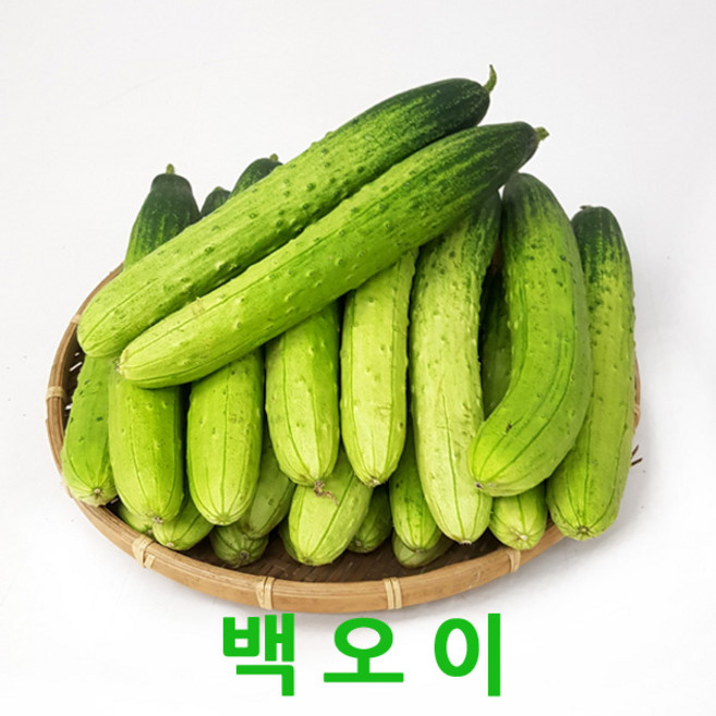 싱싱한 백오이3kg/5kg 오이소박이 오이피클, 백오이(특품)3kg(15개내외), 1개