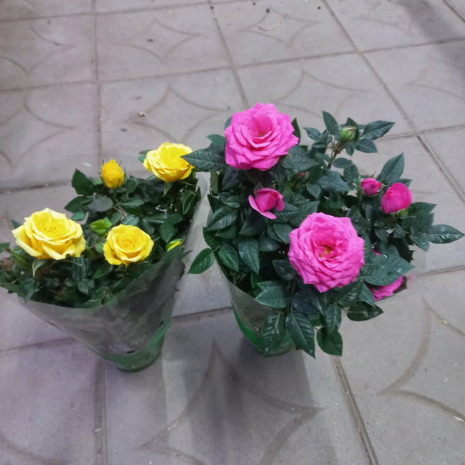 사계장미 2종(분홍/노랑)1세트, 1개