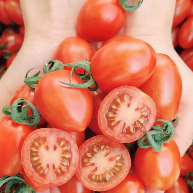 고당도 스테비아 방울토마토 산지직송 당일수확, 1개, 500g