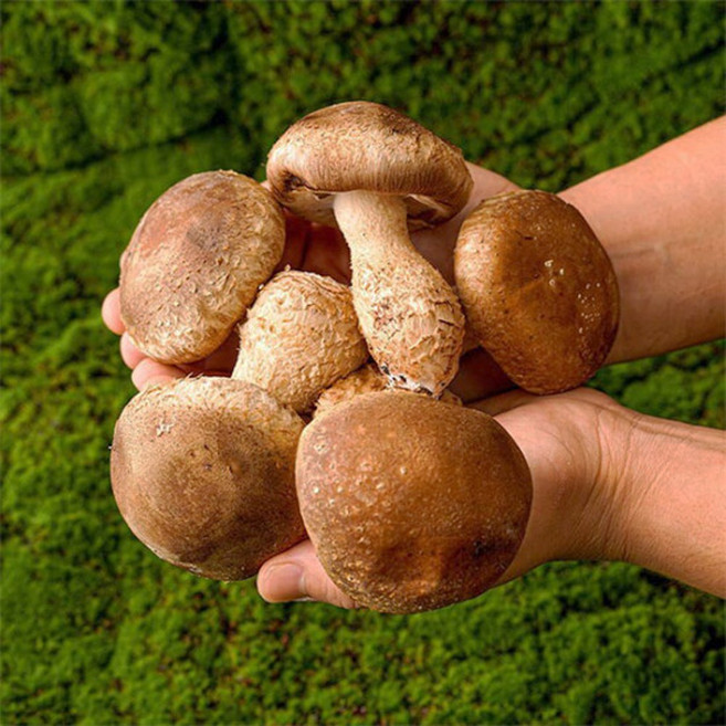 국내산 무농약 송화 송향버섯, 1박스, 1kg