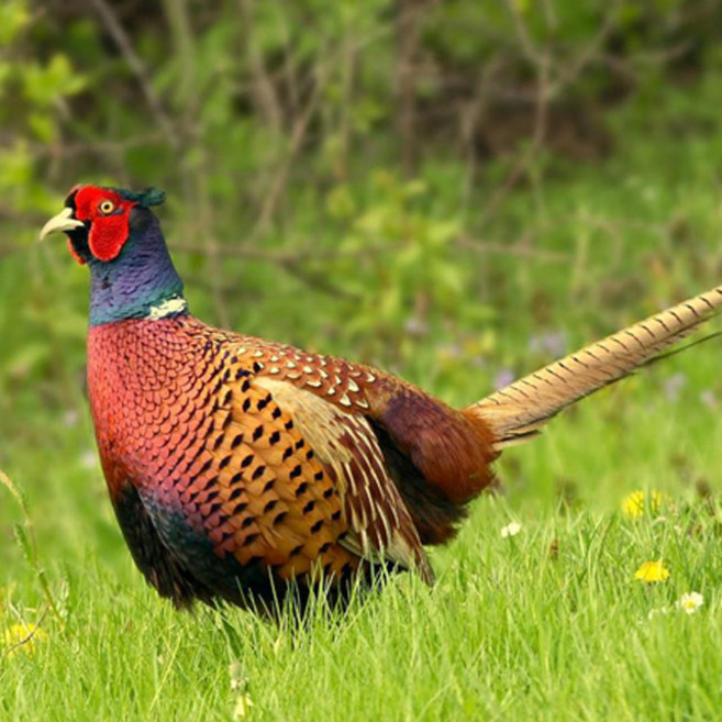 늘푸른농원 (부화용) 꿩 유정란 30개 - 봄철에만 생산 가능