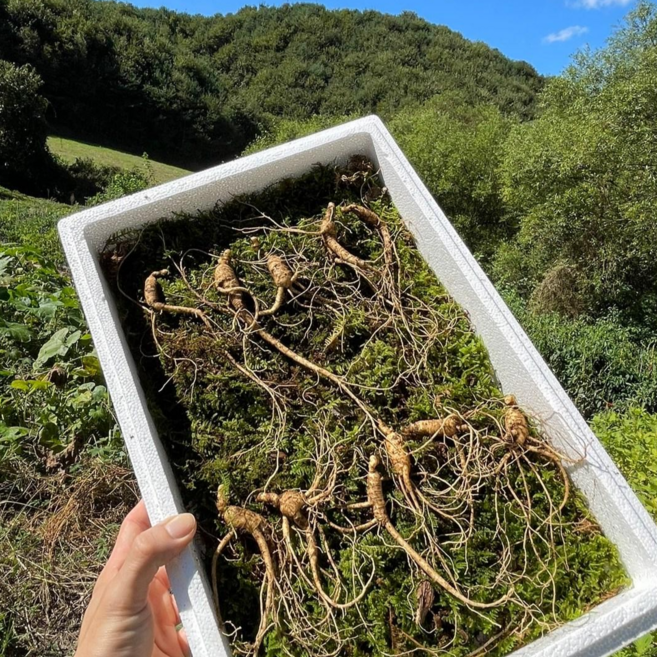 15년근 강원도 산삼 산양삼 산양산삼 10+1뿌리