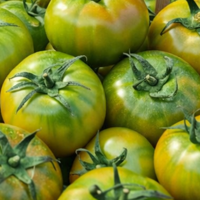 [한정판매] 단짠단짠 고당도 짭짤한 대저토마토, 1박스, (3S-S) 2.5kg