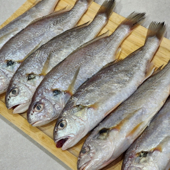 제주도 생물 백조기 조기 구이 조림 2kg, 1개, 2kg내외