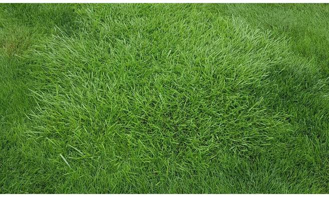 [법면 경사면용] 혼합양잔디씨앗 5kg 약50평 무료배송/발아율 80%이상/혼합풀씨 혼합종자 잔디씨 양잔디씨 잔디씨앗 법면녹화 사방공사, 1개