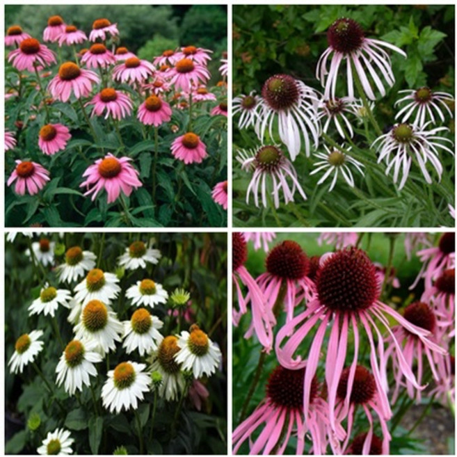 에키네시아 씨앗 4종세트, 1개