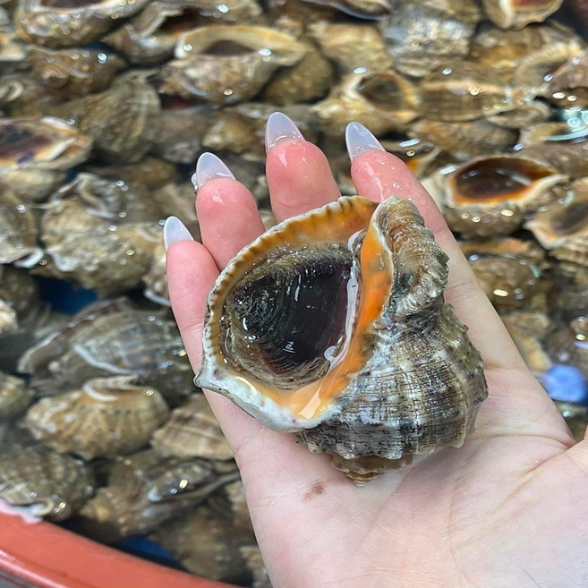 국내산 제철 서해안 생물 활 참소라 찜 구이 숙회 장, 1개, 1kg 소(11~16미 내외)